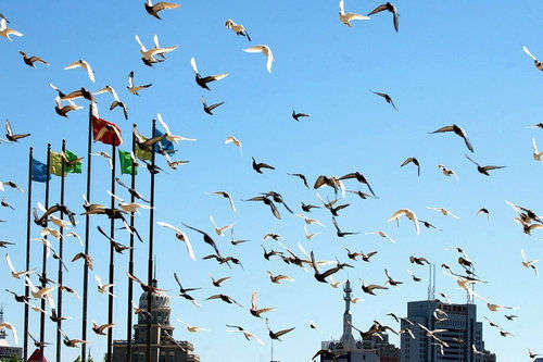 盤點(diǎn)歷屆奧運(yùn)會(huì)烏龍事件