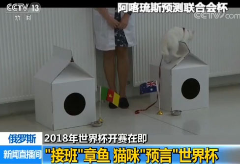貓咪接班章魚保羅擔任世界杯“官方預言家”