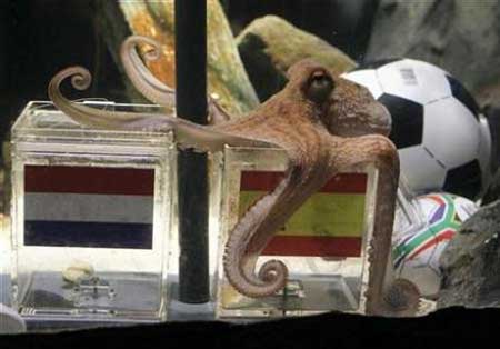 貓咪接班章魚保羅擔任世界杯“官方預言家”