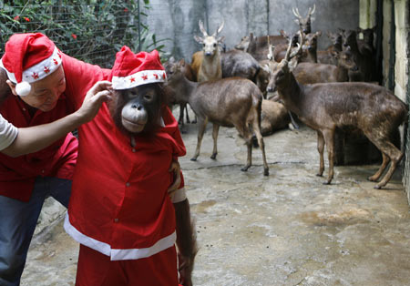 Orangutan wears Santa Claus outfit