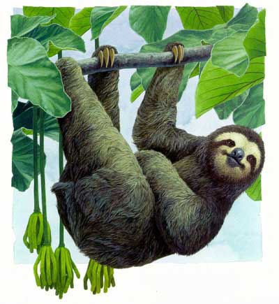 樹(shù)獺的隱居生活