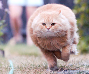 “贅肉”英語怎么說？