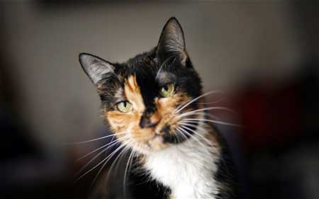 “神貓”徒行200英里返家走紅網絡