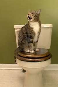 大自然的召喚，關于洗手間的英文