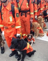 云南昭通魯甸地震詞匯專題