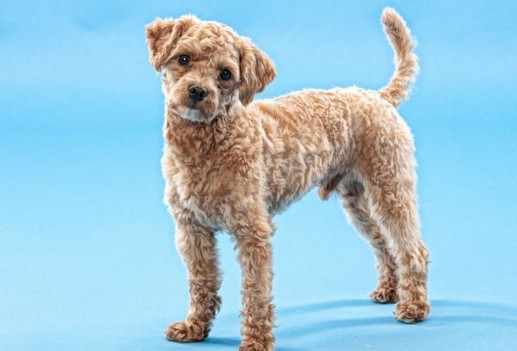 聞香識主人：嗅覺記憶能觸發動物喜怒哀樂