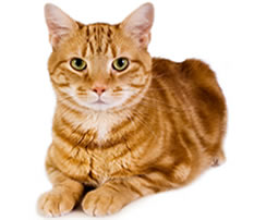 各種奇葩的“恐懼癥”你聽說過嗎?