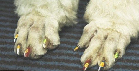 你家寵物“美甲”了嗎？