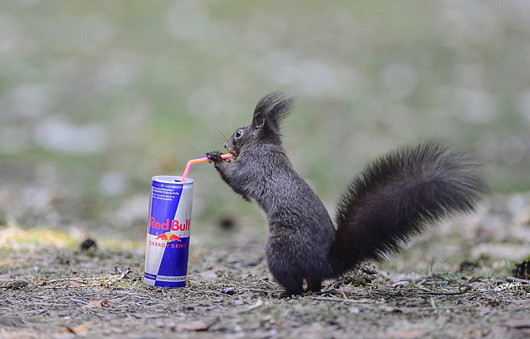 創意圖片展現松鼠們的圣誕節