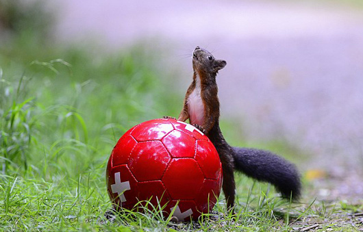 創意圖片展現松鼠們的圣誕節