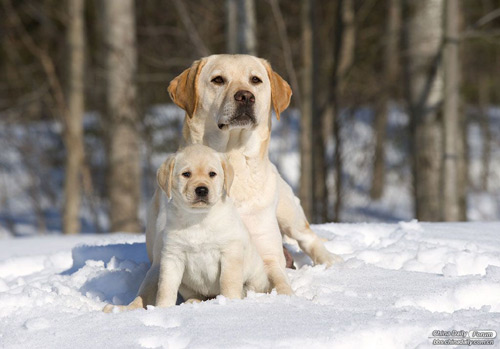雪中的可愛小動(dòng)物