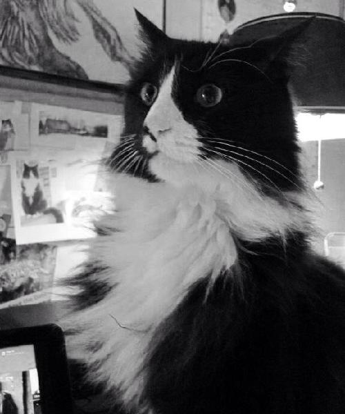 2014萌萌噠!網(wǎng)絡最紅寵物年度盤點