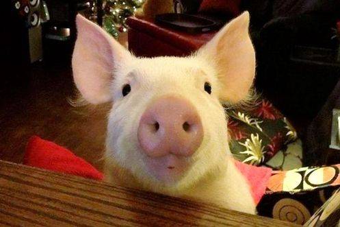 驚呆了:迷你豬長成了龐然大物