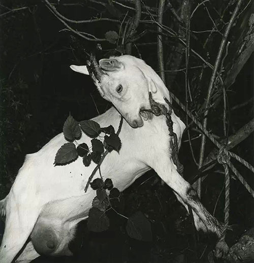 羊年羊畫：十幅關(guān)于“羊”的藝術(shù)名作