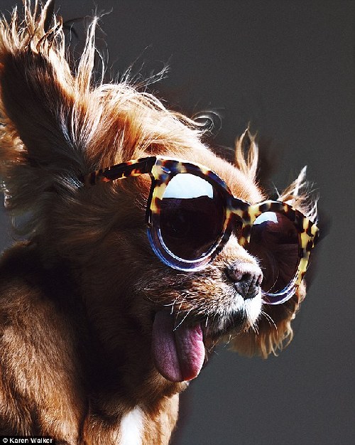 網絡紅犬晉升輕奢品牌代言人