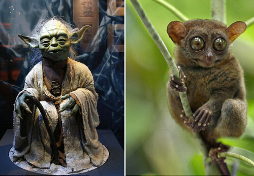 《星球大戰》中尤達的原型是眼鏡猴?