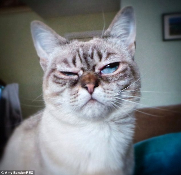 暴躁貓遇勁敵:不耐煩貓走紅