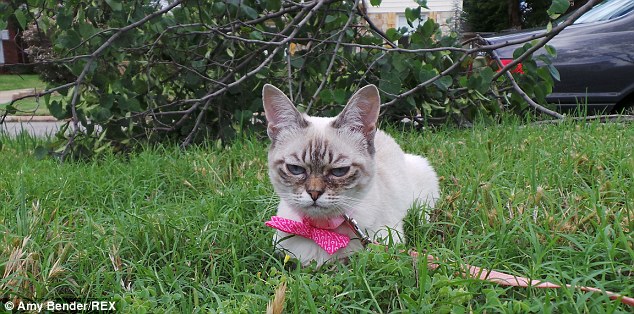 暴躁貓遇勁敵:不耐煩貓走紅