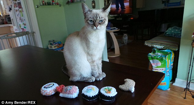 暴躁貓遇勁敵:不耐煩貓走紅