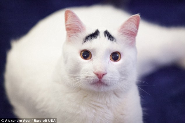 豎眉毛“小囧貓”走紅網絡