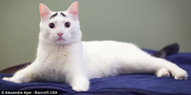 豎眉毛“小囧貓”走紅網絡