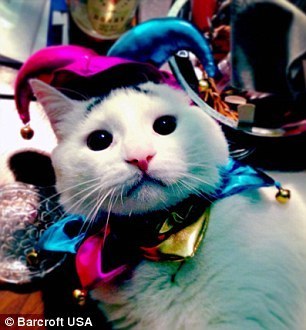 豎眉毛“小囧貓”走紅網絡