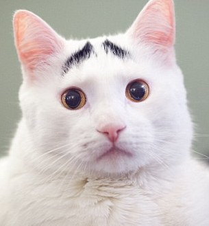 豎眉毛“小囧貓”走紅網絡