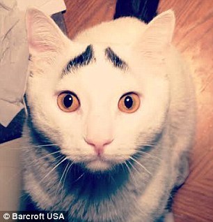 豎眉毛“小囧貓”走紅網絡