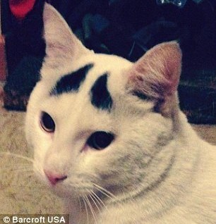 豎眉毛“小囧貓”走紅網絡