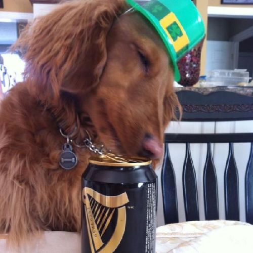 不忍直視的動物節日打扮