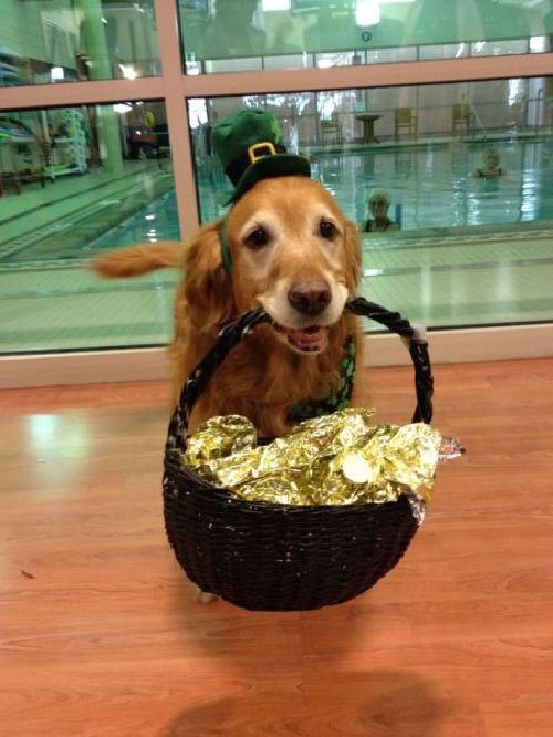 不忍直視的動物節日打扮