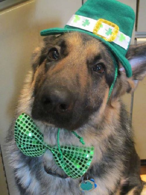 不忍直視的動物節日打扮