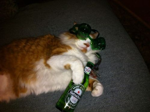 不忍直視的動物節(jié)日打扮