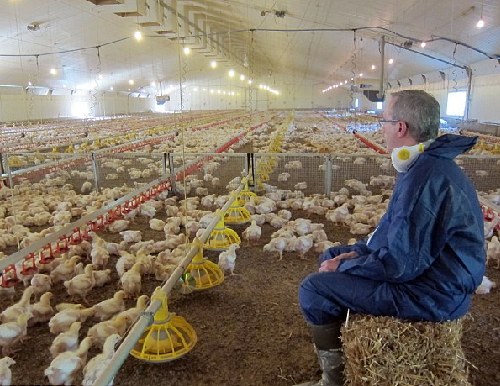 揭秘:肯德基的雞只活35天