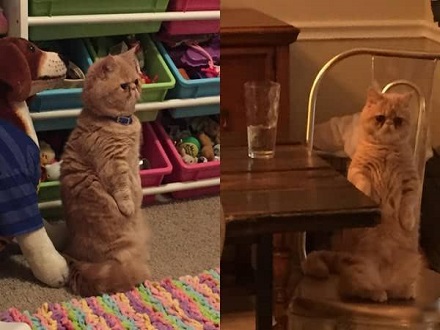 爆紅喵星人:永遠都是蠢萌的站姿