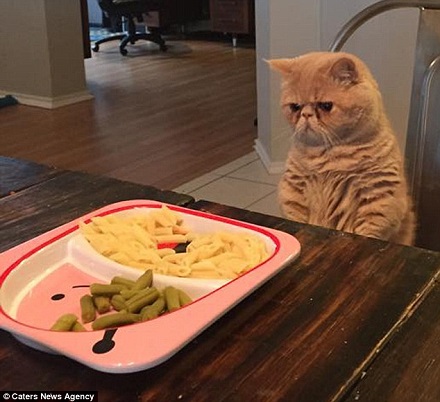 爆紅喵星人:永遠都是蠢萌的站姿