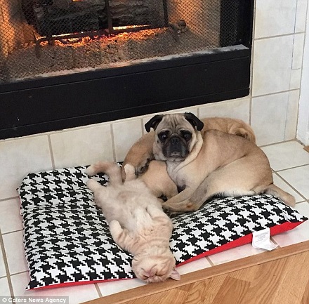 爆紅喵星人:永遠都是蠢萌的站姿