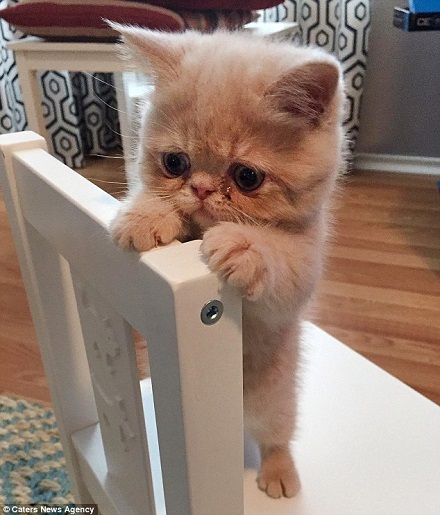 爆紅喵星人:永遠都是蠢萌的站姿