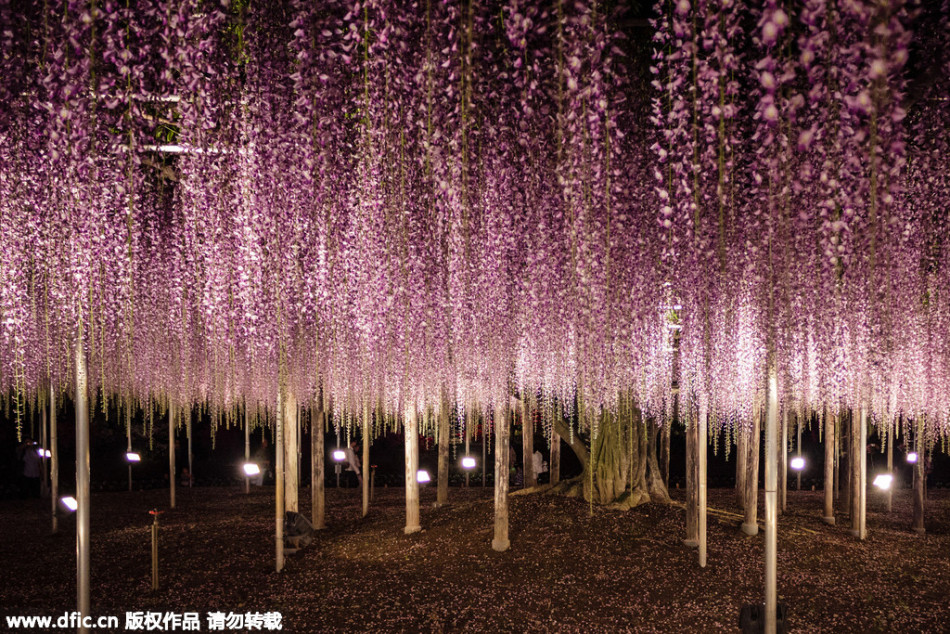 現(xiàn)實(shí)版《阿凡達(dá)》靈魂樹花開