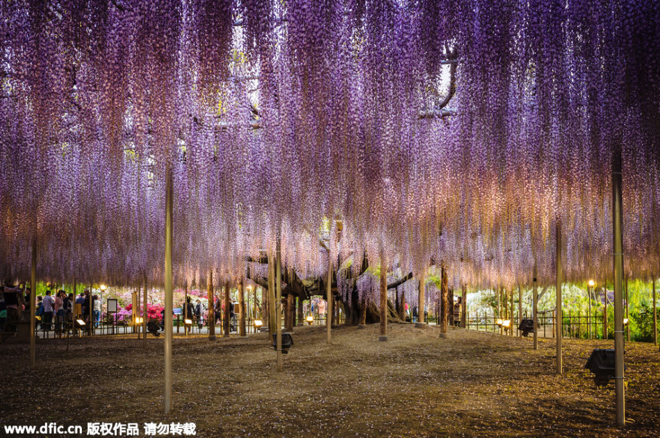 現實版《阿凡達》靈魂樹花開