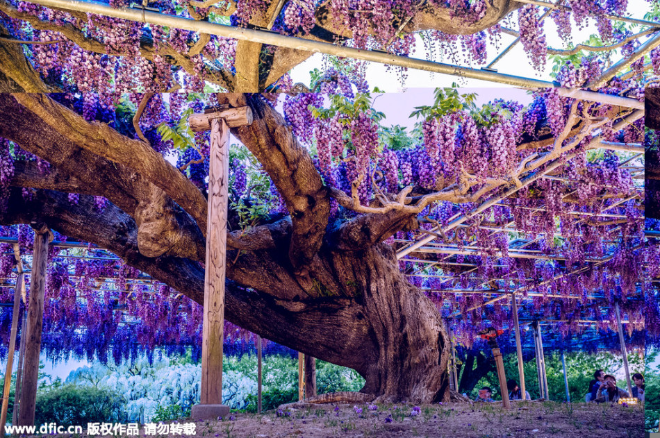 現實版《阿凡達》靈魂樹花開