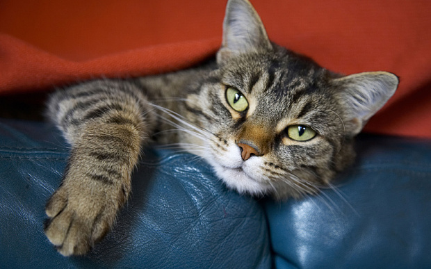 為何養貓會導致失明?