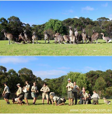 腦洞大開！澳大利亞飼養員模仿動物大賽