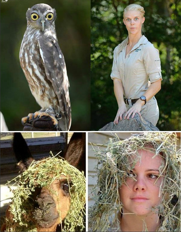 腦洞大開！澳大利亞飼養員模仿動物大賽