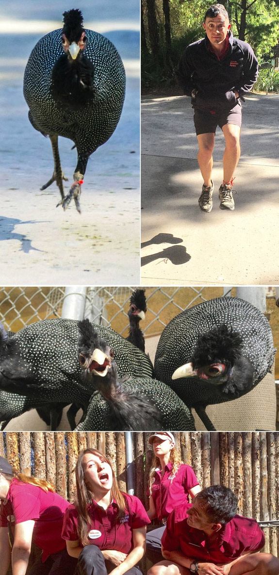 腦洞大開！澳大利亞飼養員模仿動物大賽
