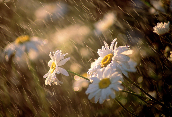 生命中最尋常的幸福小事,你珍惜了嗎?