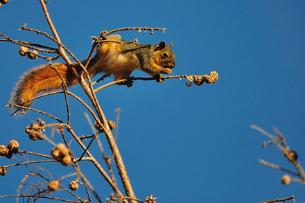 6個與樹相關的地道美語