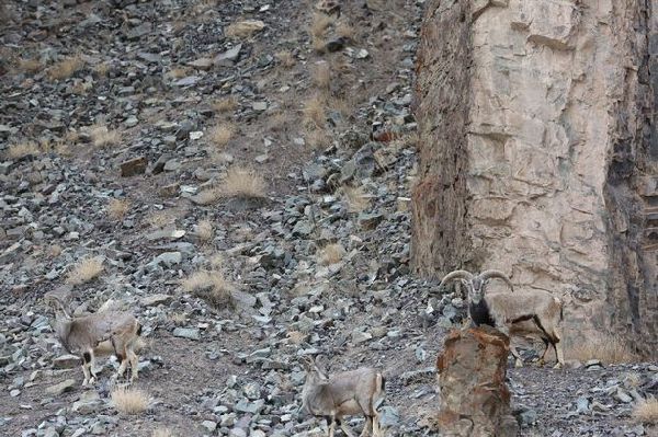 考眼力：圖中的雪豹在哪兒？