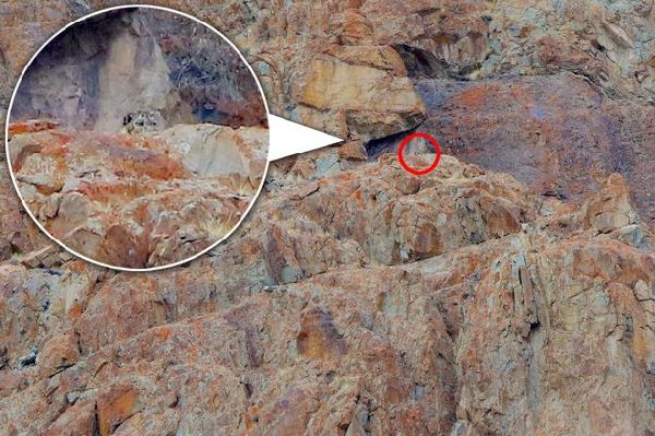 考眼力：圖中的雪豹在哪兒？