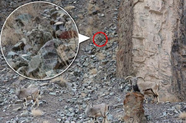 考眼力：圖中的雪豹在哪兒？